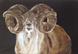 Big Horn olie op doek 90 x 60