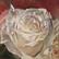 Roos olie op doek 15 x 15