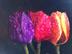Tulpen olie op paneel 60 x 40