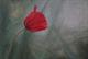 Papaver olie op doek 60 x 40